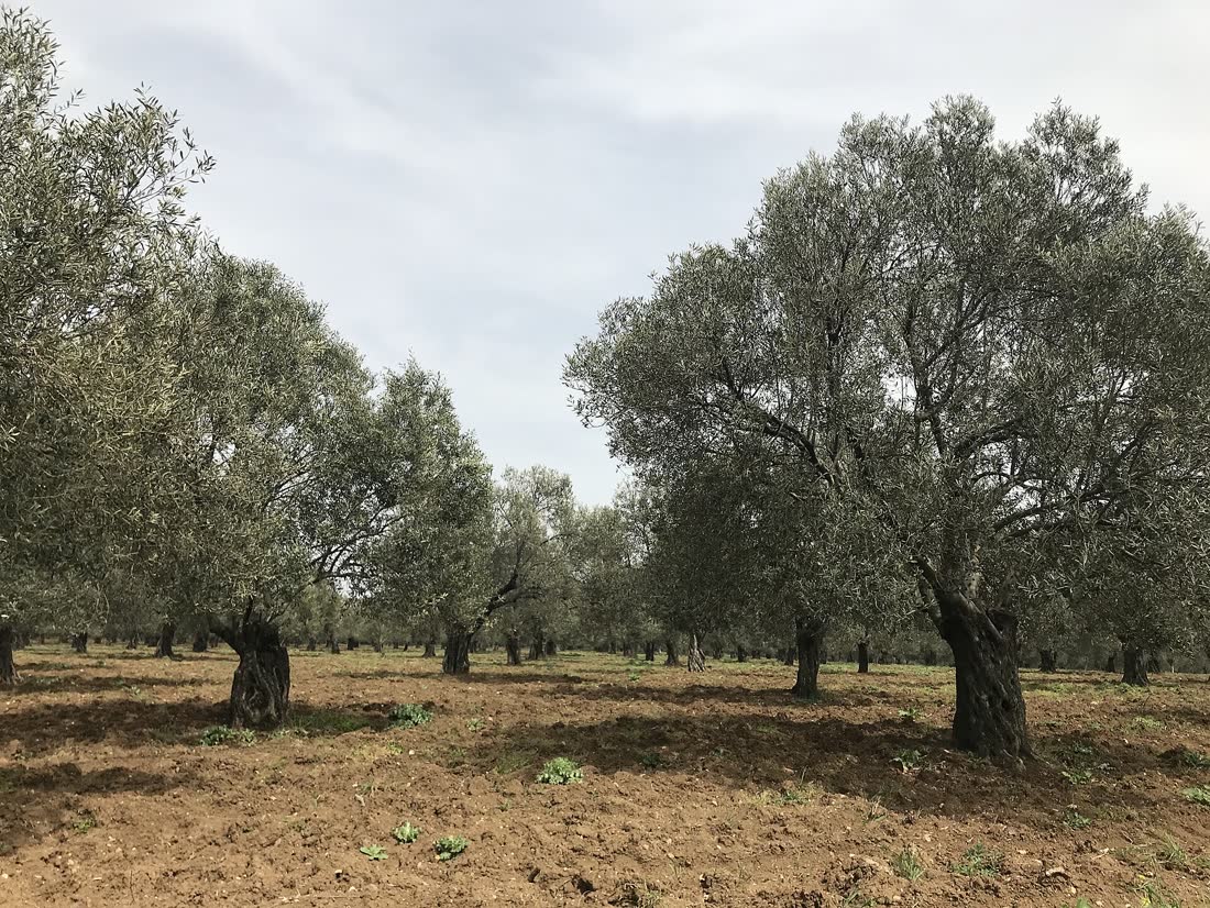3. Urla Vineyard Route & Aegean Olive Oil Gastronomy